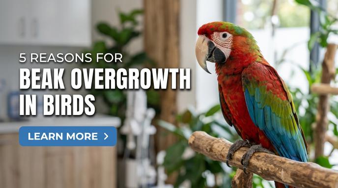 5 reason for beak overgrowth in bids